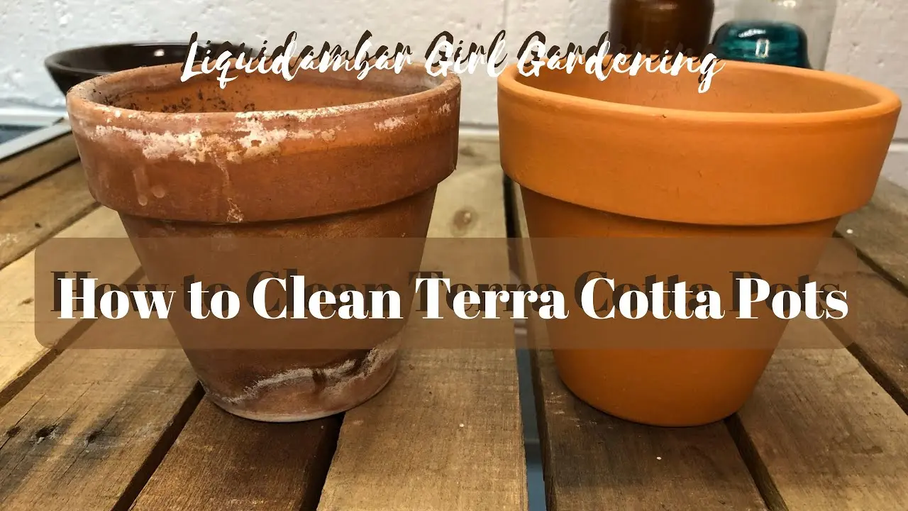 How to Easily Clean Terra-Cotta Pots